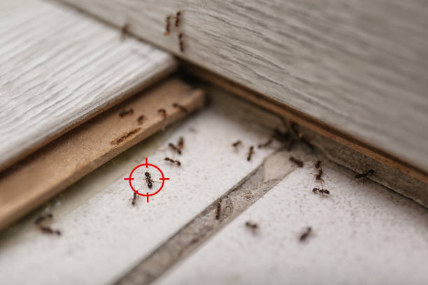 Best Cockroach Control Services  in Redwood, TX