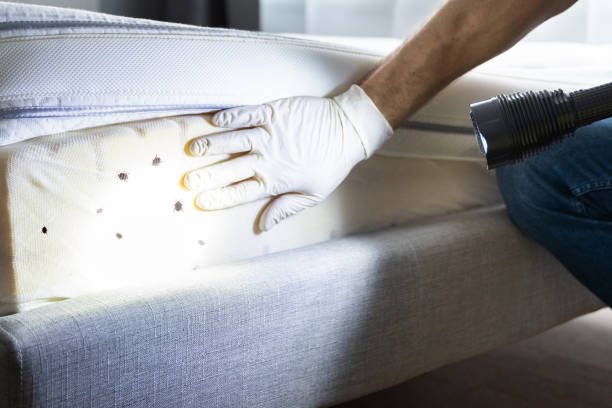 Best Wasp Removal Services  in Redwood, TX