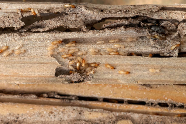 Best Pest Prevention Services  in Redwood, TX